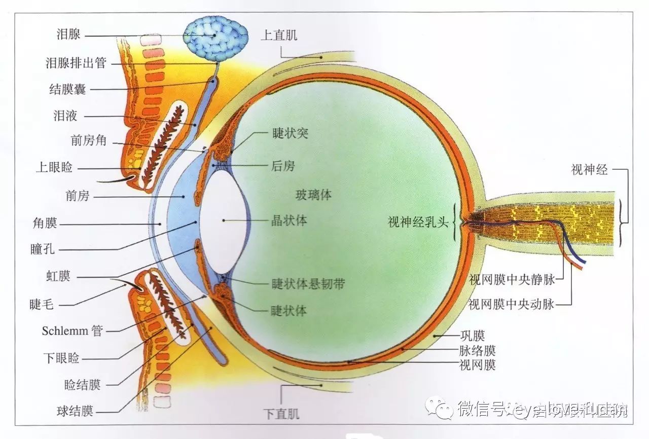 一步步發展成為高度近視的原因？您知道嗎？
