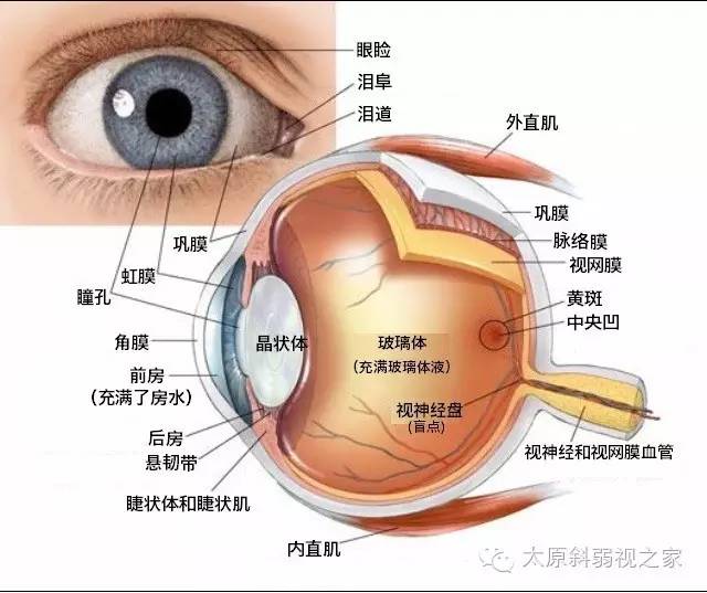 眼睛的十五個秘密，你知道嗎?