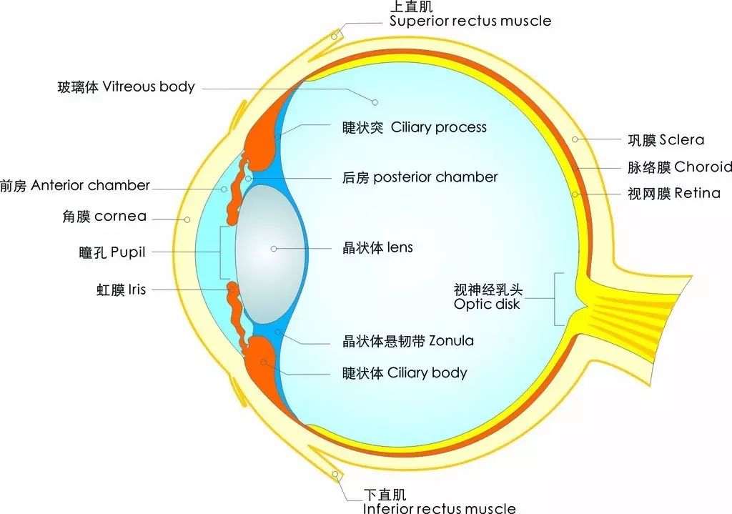 視力越來越差？關于護眼防近視的六大誤區，你中招了么？