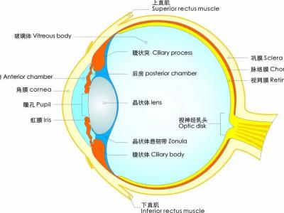 視力越來越差？關于護眼防近視的六大誤區，你中招了么？