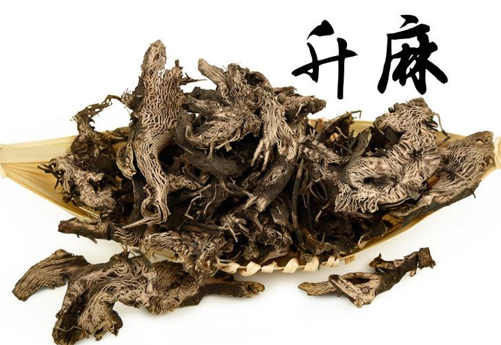 升麻的功效與作用及禁忌-用量-易網健康<a href=http://m.aoa7937.com/jkys/ target=_blank class=infotextkey>養生</a>網 升麻的功效與作用及禁忌-用量