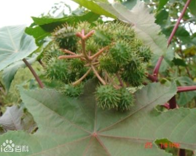 天麻子的功效與作用及禁忌-易網(wǎng)健康<a href=http://m.aoa7937.com/jkys/ target=_blank class=infotextkey>養(yǎng)生</a>網(wǎng) 天麻子的功效與作用及禁忌