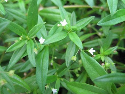 白花蛇草水能天天喝嗎-易網健康<a href=http://m.aoa7937.com/jkys/ target=_blank class=infotextkey>養生</a>網 白花蛇草水能天天喝嗎