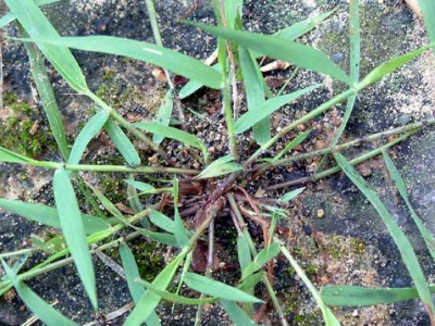 畫(huà)眉草的功效與作用
