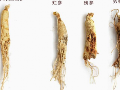 人參泡酒的忌諱