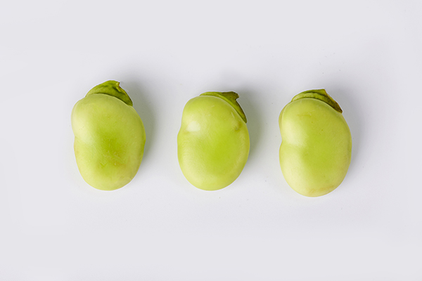 蠶豆的熱量高嗎?蠶豆含淀粉高嗎-易網<a href=http://m.aoa7937.com/ target=_blank class=infotextkey>健康養生</a>網 蠶豆的熱量高嗎?蠶豆含淀粉高嗎