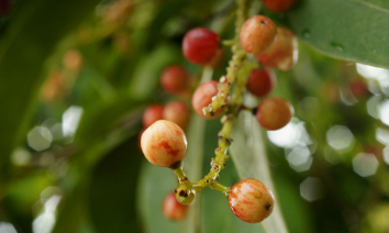 五味子泡水喝竟有6個(gè)害處（五味子泡水喝的方法）