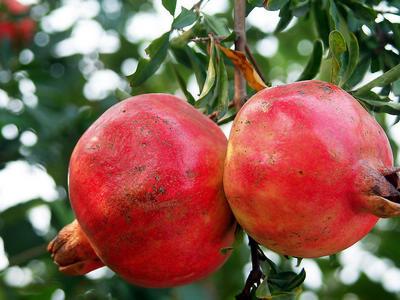 石榴學(xué)名：石榴，英文：Pomegranate