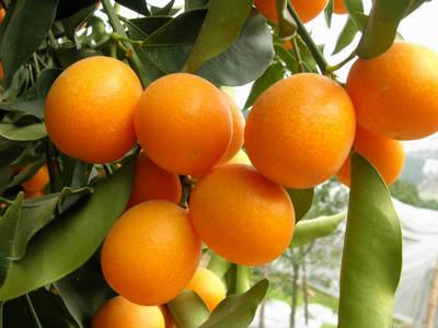 金桔學(xué)名：金桔，英文：Kumquat