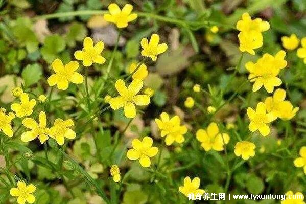 三種人不易吃貓抓草，陰虛體質/孕婦小兒/過敏者慎用