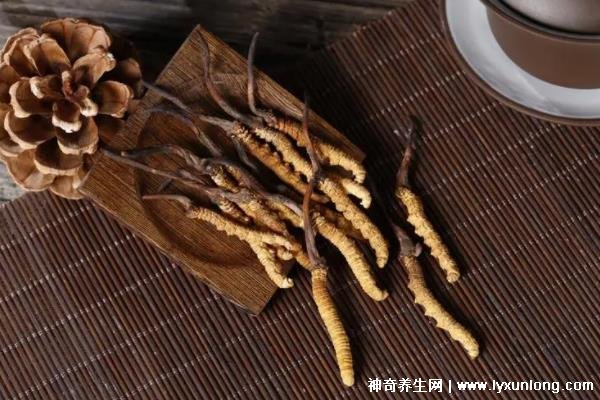 野生蟲草多少錢一斤，幾萬至十萬元以上(與產(chǎn)地/采集時間有關)