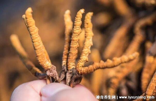 野生蟲草多少錢一斤，幾萬至十萬元以上(與產(chǎn)地/采集時間有關)