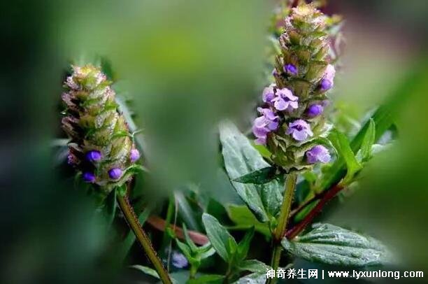 夏枯草專治十種病，甲狀腺腫/黃疸型肝炎/高血壓(功效主治)