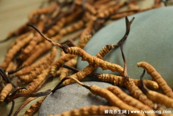 野生蟲草多少錢一斤，幾萬至十萬元以上(與產(chǎn)地/采集時間有關)