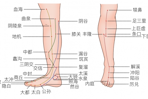 照海的功效與作用是什么-易網(wǎng)健康<a href=http://m.aoa7937.com/jkys/ target=_blank class=infotextkey>養(yǎng)生</a>網(wǎng) 照海的功效與作用是什么