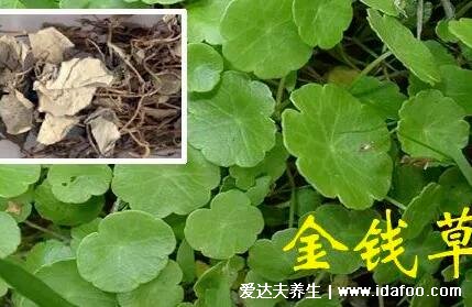 4種化結(jié)石的草藥，金錢草是最常用的排石藥(腎結(jié)石疼痛部位圖)