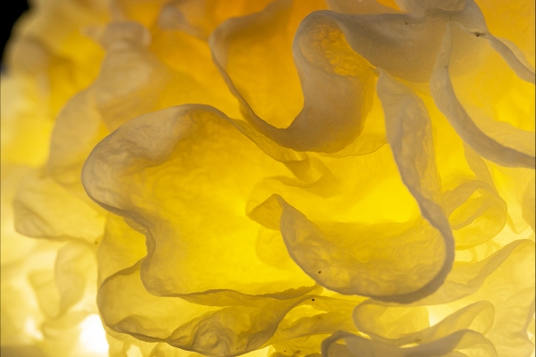 銀耳能不能用于養生藥膳