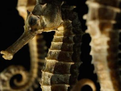 烘焙調理奶油能打發嗎